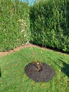 Fast-Growing-Trees.com Autumn Brilliance Serviceberry Tree Review
