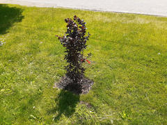 Fast-Growing-Trees.com Thunderstruck™ Coral Boom™ Crape Myrtle Tree Review