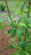 Fast-Growing-Trees.com June Gold Peach Tree Review