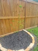Fast-Growing-Trees.com Sweet Sugar Tyme® Crabapple Review