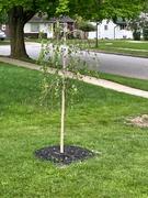 Fast-Growing-Trees.com Young's Weeping Birch Review