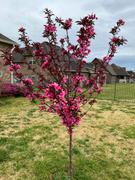 Fast-Growing-Trees.com Show Time™ Crabapple Tree Review