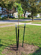 Fast-Growing-Trees.com Weeping Extraordinaire™ Cherry Tree Review