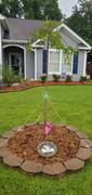 Fast-Growing-Trees.com Pink Snow Showers™ Weeping Cherry Tree Review