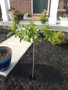 Fast-Growing-Trees.com Fire Light® Hydrangea Tree Review