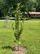 Fast-Growing-Trees.com Burgundy Plum Tree Review