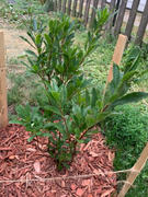 Fast-Growing-Trees.com Lemon Lights Azalea Shrub Review