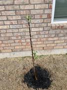 Fast-Growing-Trees.com Tangy Green Columnar Apple Tree Review