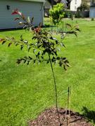Fast-Growing-Trees.com Royal Raindrops® Crabapple Tree Review