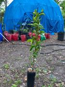 Fast-Growing-Trees.com Red Baron Peach Tree Review