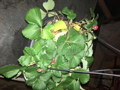 Fast-Growing-Trees.com Summer Breeze Hanging Strawberry Basket Review