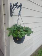 Fast-Growing-Trees.com Summer Breeze Hanging Strawberry Basket Review
