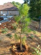 Fast-Growing-Trees.com Loblolly Pine Tree Review