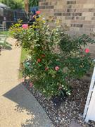 Fast-Growing-Trees.com Coral Knock Out® Rose Tree Review