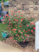Fast-Growing-Trees.com Coral Knock Out® Rose Tree Review