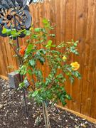 Fast-Growing-Trees.com Livin' Easy™ and Easy-Going™ Two-fer® Rose Tree Review