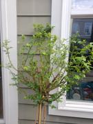 Fast-Growing-Trees.com Livin' Easy™ and Easy-Going™ Two-fer® Rose Tree Review