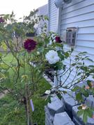 Fast-Growing-Trees.com Burgundy Iceberg and Iceberg Two-fer® Rose Tree Review
