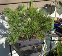 Fast-Growing-Trees.com Dwarf Mugo Pine Review