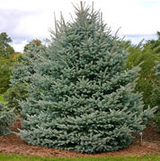 Fast-Growing-Trees.com Fat Albert Colorado Blue Spruce Review