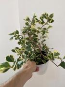 Fast-Growing-Trees.com Variegated Ficus Triangularis Review
