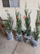 Fast-Growing-Trees.com Green Rocket Leyland Cypress Review