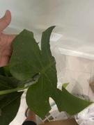Fast-Growing-Trees.com Monstera Deliciosa and Fiddle Leaf Fig Combo Review