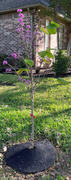 Fast-Growing-Trees.com Avondale Redbud Tree Review