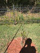 Fast-Growing-Trees.com Texas Pink Pomegranate Tree Review