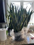 Fast-Growing-Trees.com Snake Plant Review