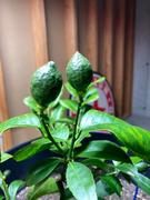Fast-Growing-Trees.com Lemon-Lime Citrus Bush Review