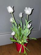 Fast-Growing-Trees.com Red Amaryllis with White Tulips and Star of Bethlehem Review