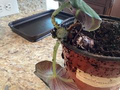 Fast-Growing-Trees.com Alocasia Black Velvet Review