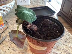 Fast-Growing-Trees.com Alocasia Black Velvet Review