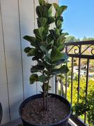 Fast-Growing-Trees.com Bambino Fiddle Leaf Fig Review