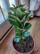 Fast-Growing-Trees.com Bambino Fiddle Leaf Fig Review