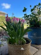 Fast-Growing-Trees.com Pink Bloom Garden With Seagrass Pot Review