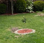 Fast-Growing-Trees.com Raspberry Kiss™ Rose Tree Review