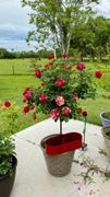 Fast-Growing-Trees.com Maurice Utrillo™ Rose Tree Review