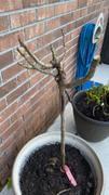 Fast-Growing-Trees.com Maurice Utrillo™ Rose Tree Review