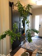 Fast-Growing-Trees.com Multi-Peach Tree Review