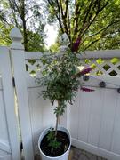 Fast-Growing-Trees.com CranRazz™ Butterfly Bush (Tree Form) Review