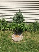 Fast-Growing-Trees.com True Blue Butterfly Bush (Tree Form) Review