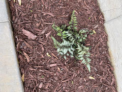 Fast-Growing-Trees.com Japanese Painted Fern Review