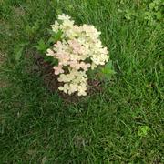Fast-Growing-Trees.com Early Evolution Hydrangea Review