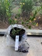 Fast-Growing-Trees.com Miss Huff Lantana Review