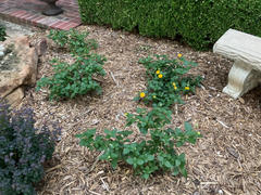 Fast-Growing-Trees.com Chapel Hill Yellow Lantana Review