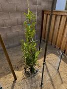 Fast-Growing-Trees.com Thuja Green Giant Review