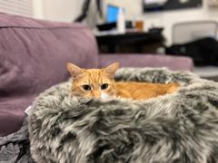 Tuft + Paw Nuzzle Cat Bed Review