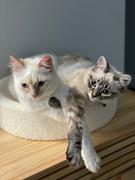 Tuft + Paw Kip Cat Cushion Review